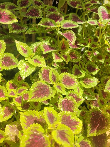 Coleus