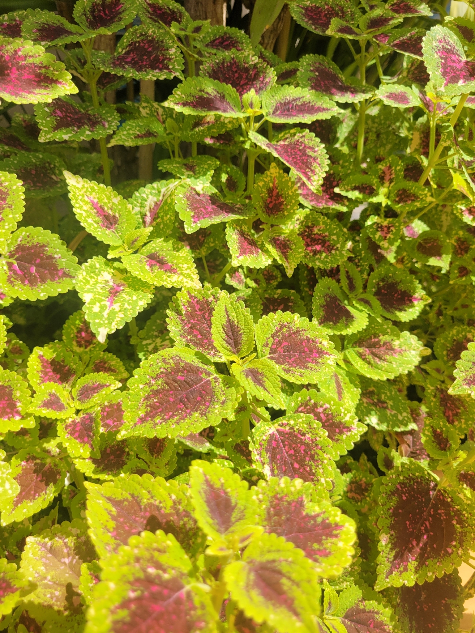 Coleus scutellarioides