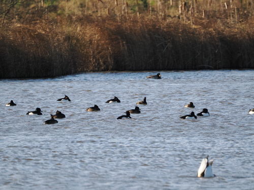 Tufted Duck (Aythya fuligula), photo 5