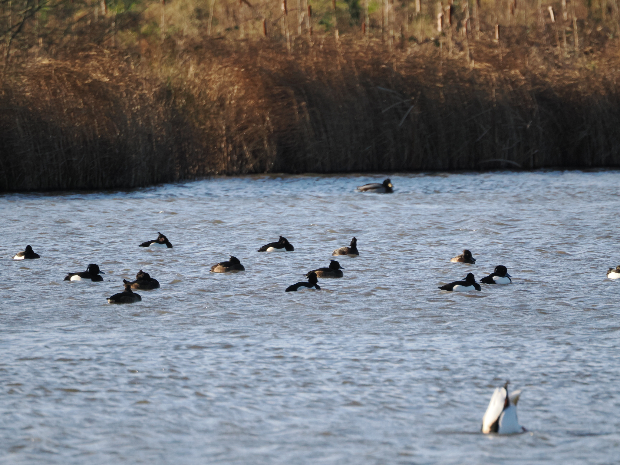 Tufted Duck (Aythya fuligula), photo 5
