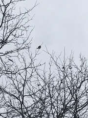 Falco sparverius