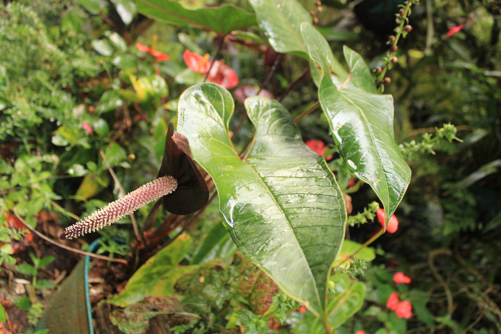 Anthurium caldasii Méndez-Urb., Sierra-Gir., Castaño-Rub., Rodr.-Rey & Carlsen
