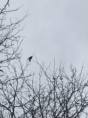 Falco sparverius