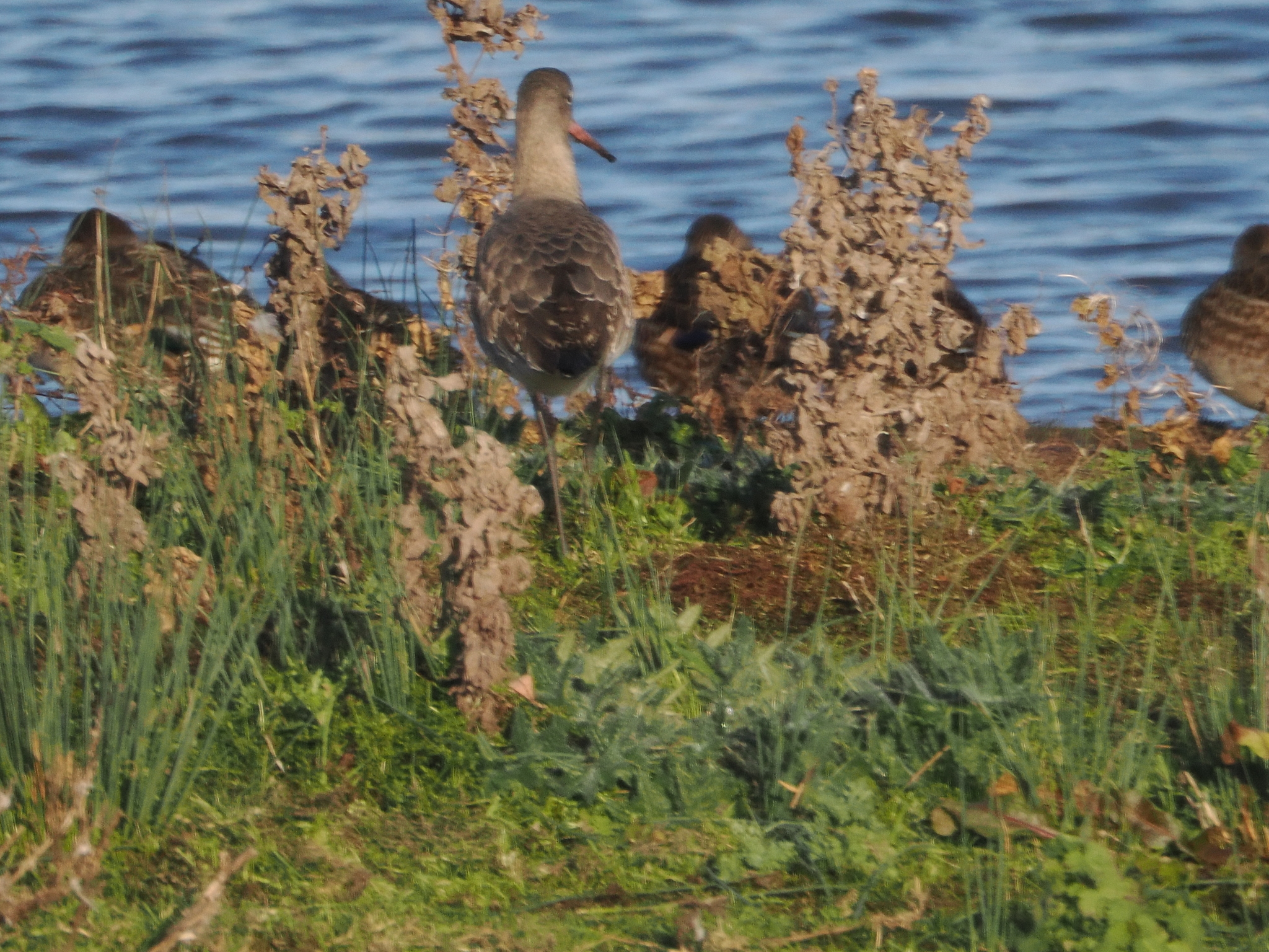Black-tailed Godwit (Limosa limosa), photo 2