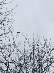 Falco sparverius