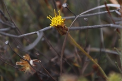 Heterolepis peduncularis