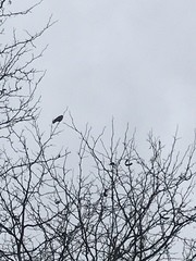 Falco sparverius