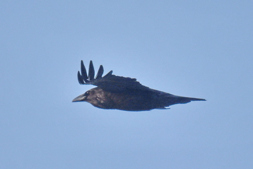 Northern Raven (Corvus corax), photo 1