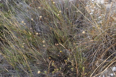 Heterolepis peduncularis