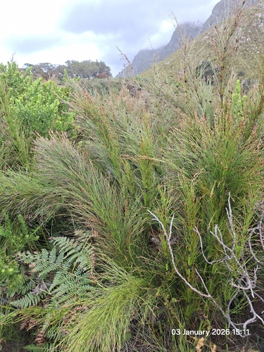 Restio subverticillatus