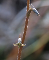 Mesadenus lucayanus