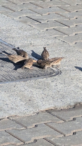 House Sparrow