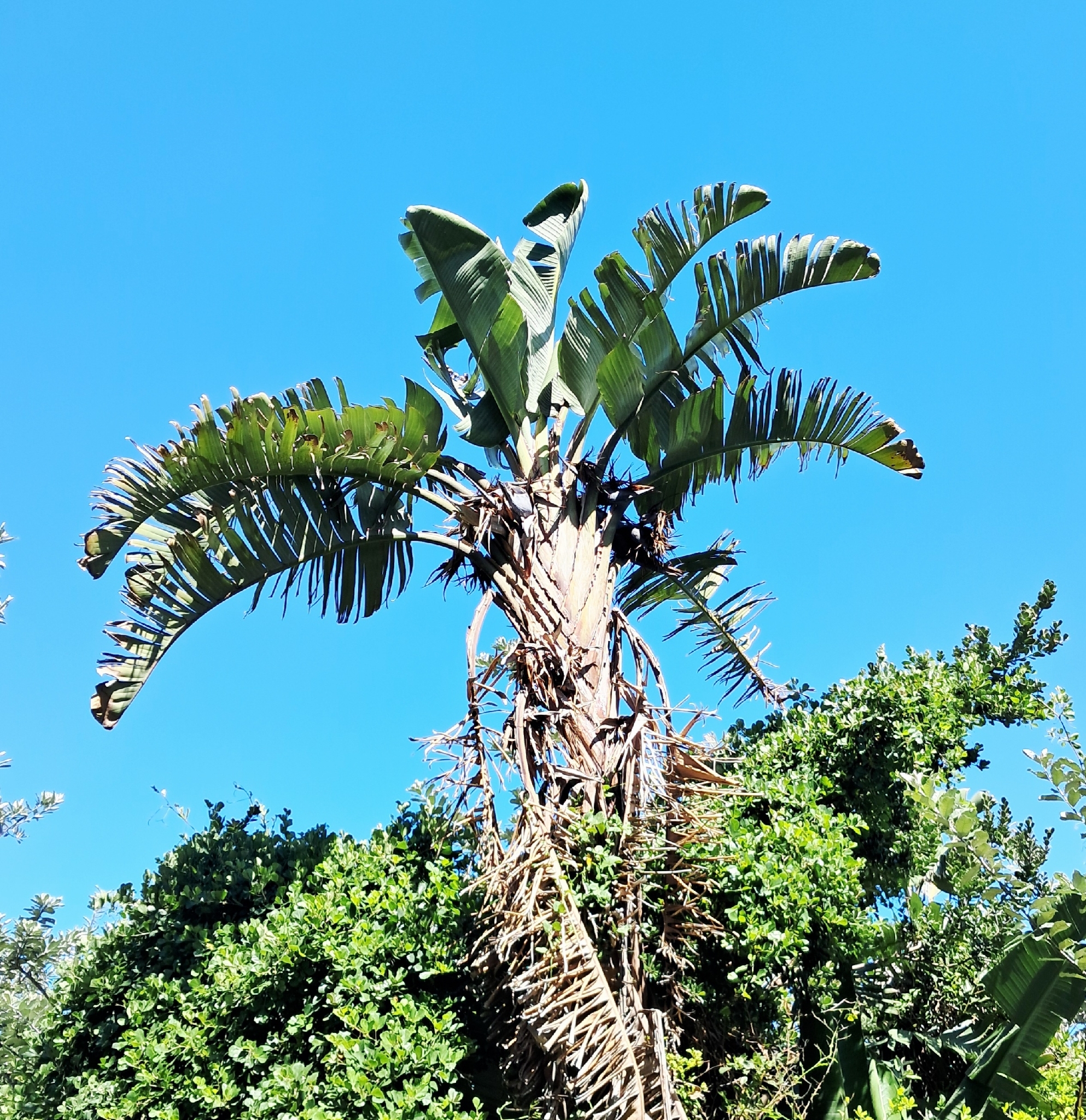 Giant white bird of paradise