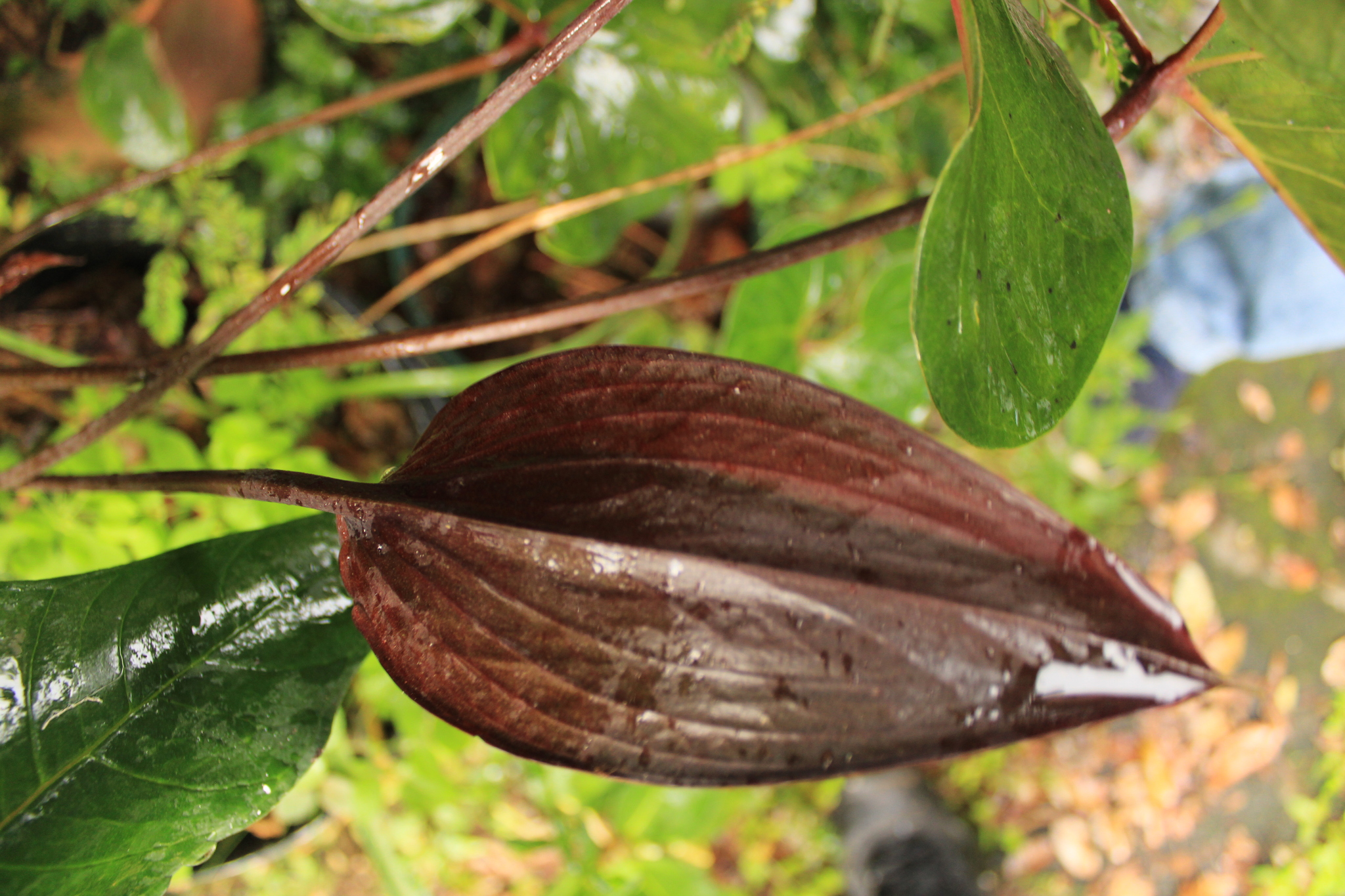Anthurium caldasii Méndez-Urb., Sierra-Gir., Castaño-Rub., Rodr.-Rey & Carlsen 2