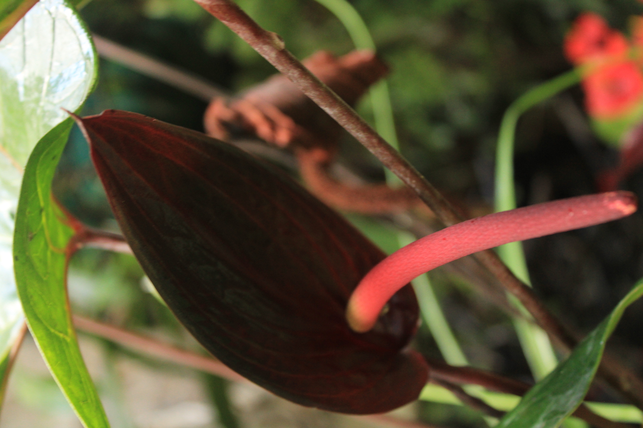 Anthurium caldasii Méndez-Urb., Sierra-Gir., Castaño-Rub., Rodr.-Rey & Carlsen 3
