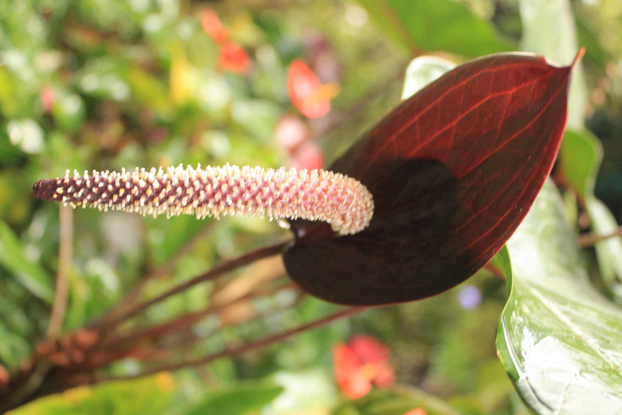 Anthurium caldasii Méndez-Urb., Sierra-Gir., Castaño-Rub., Rodr.-Rey & Carlsen 4