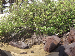 Avicennia schaueriana