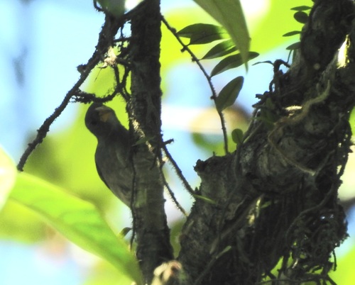 Temminck's Seedeater (Sporophila falcirostris), photo 7