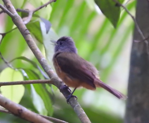 Grey-hooded Flycatcher (Mionectes rufiventris)