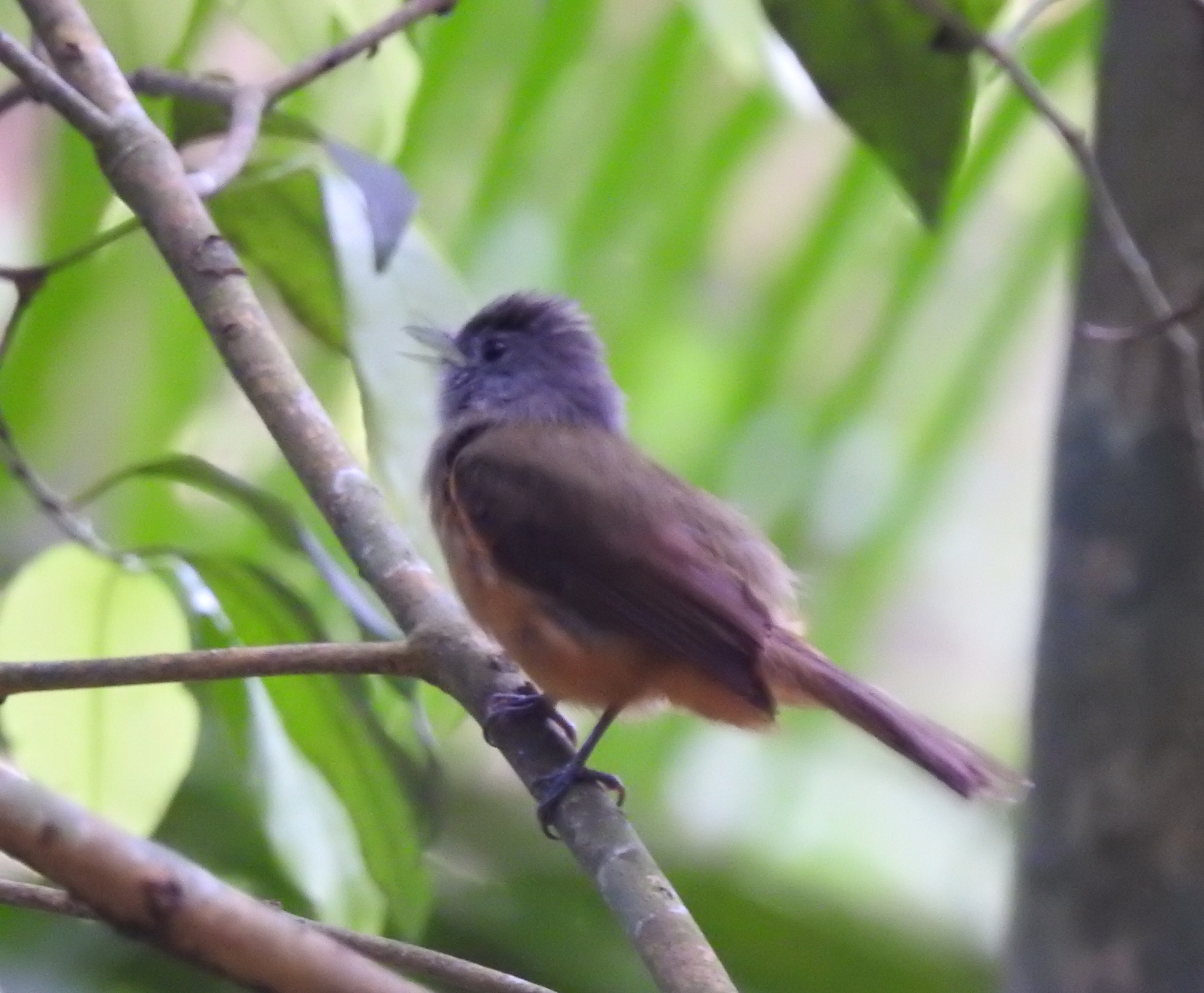 Grey-hooded Flycatcher (Mionectes rufiventris), photo 1
