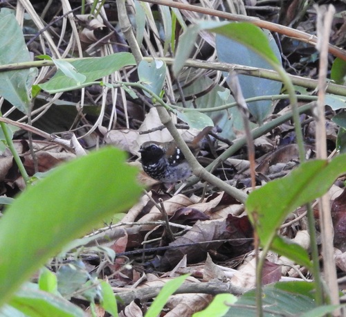 Squamate Antbird (Myrmoderus squamosus), photo 8