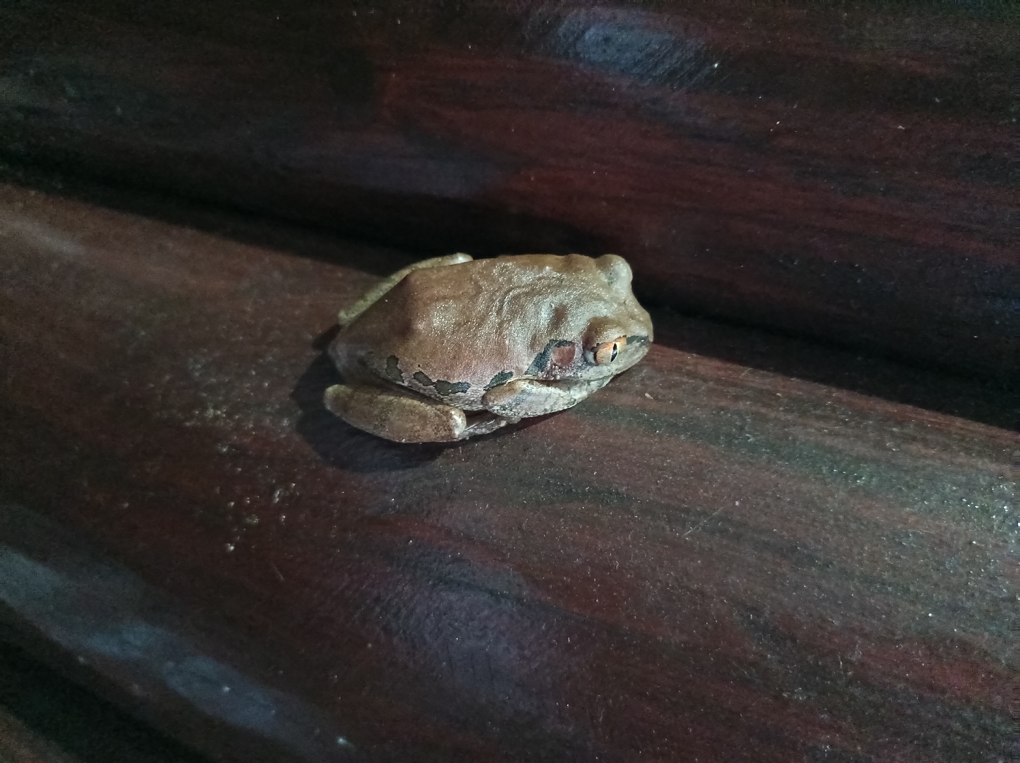 Leptopelis natalensis (Smith, 1849)