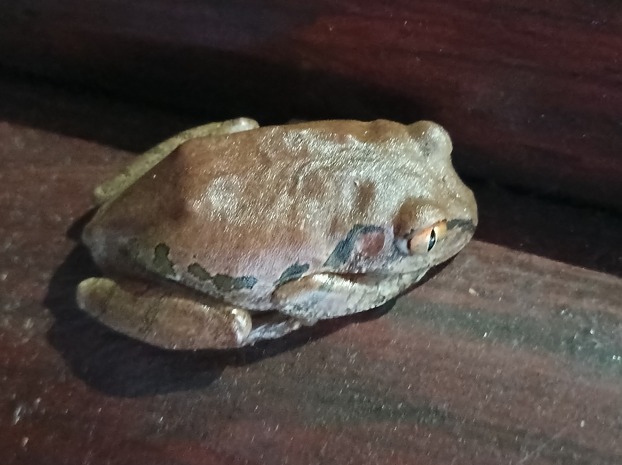 Leptopelis natalensis (Smith, 1849)