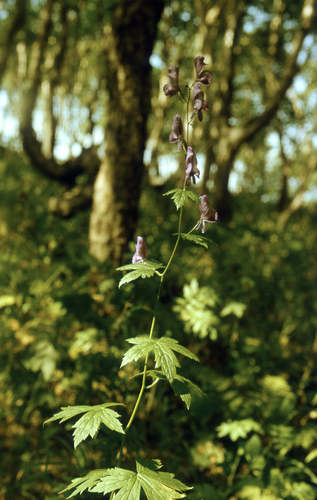 Fischer monkshood (Aconitum fischeri)