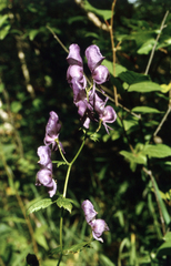 (c) Oleg Kosterin, some rights reserved (CC BY) Aconitum fischeri, photograph (c) Oleg Kosterin, some rights reserved (CC BY)