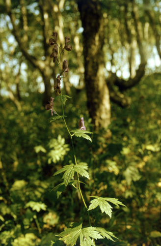 Aconitum fischeri, photograph 4