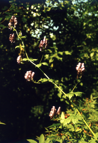 Aconitum fischeri, photograph 3