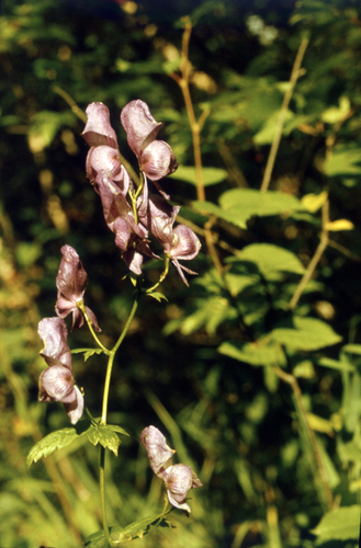 Aconitum fischeri, photograph 5
