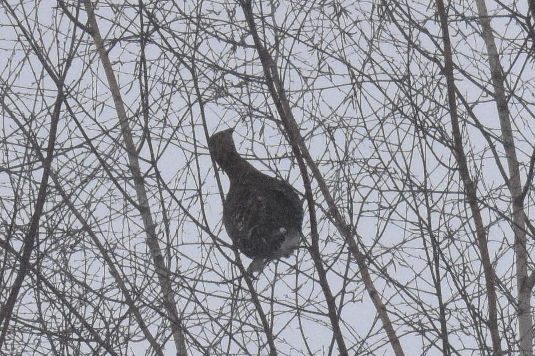 Black Grouse (Lyrurus tetrix), photo 3