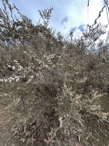 Myrtle Teatree (Leptospermum myrtifolium)