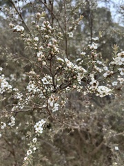 Leptospermum myrtifolium, photograph (c) Tony Eales, some rights reserved (CC BY-SA)