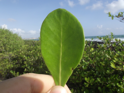 Avicennia schaueriana, photograph 2