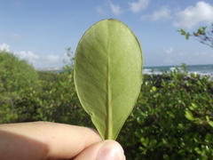 Avicennia schaueriana, photograph (c) lucas_rafaelle, some rights reserved (CC BY-SA)