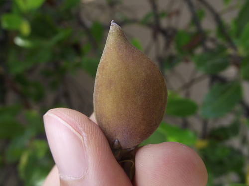 Avicennia schaueriana, photograph 4