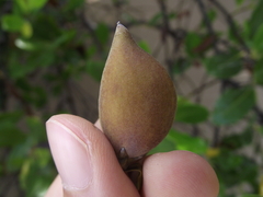 Avicennia schaueriana, photograph (c) lucas_rafaelle, some rights reserved (CC BY-SA)