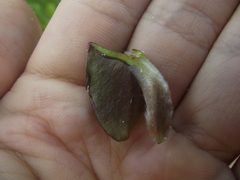 Avicennia schaueriana, photograph (c) lucas_rafaelle, some rights reserved (CC BY-SA)