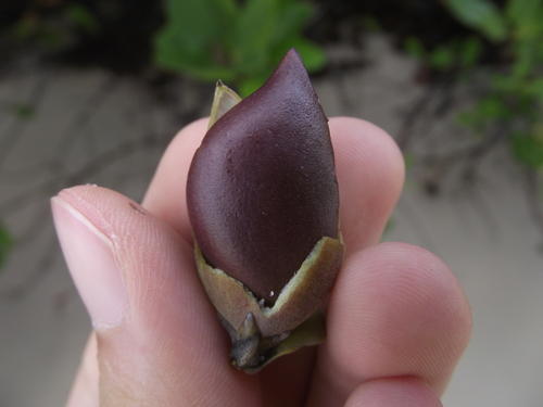 Avicennia schaueriana, photograph 5