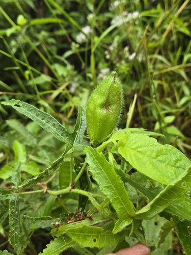 Abelmoschus moschatus, photograph 2
