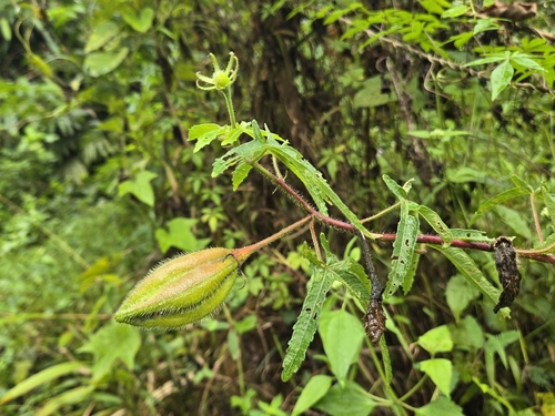 Abelmoschus moschatus, photograph 3