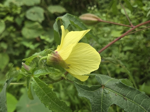 Abelmoschus moschatus, photograph 4