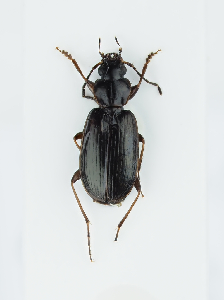 Badister dilatatus