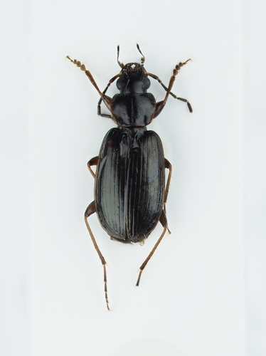 Badister dilatatus