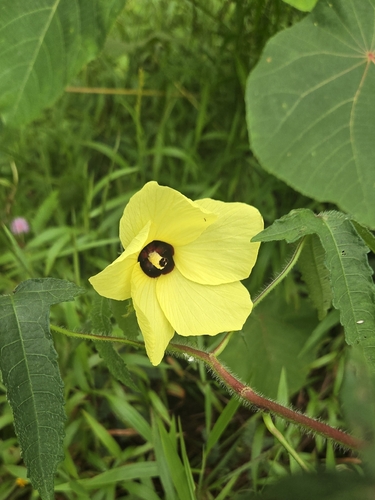 Abelmoschus moschatus, photograph 5