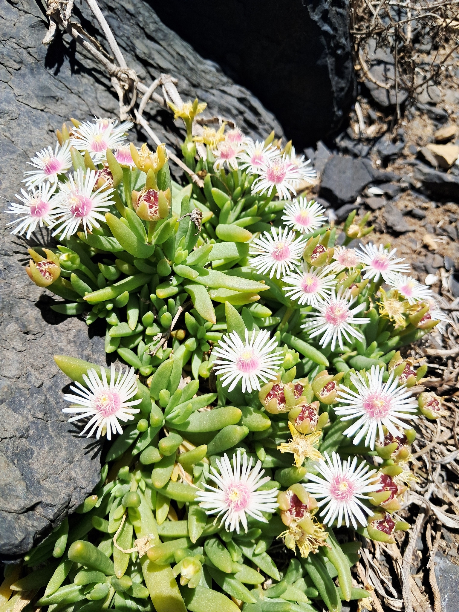 Ice plant