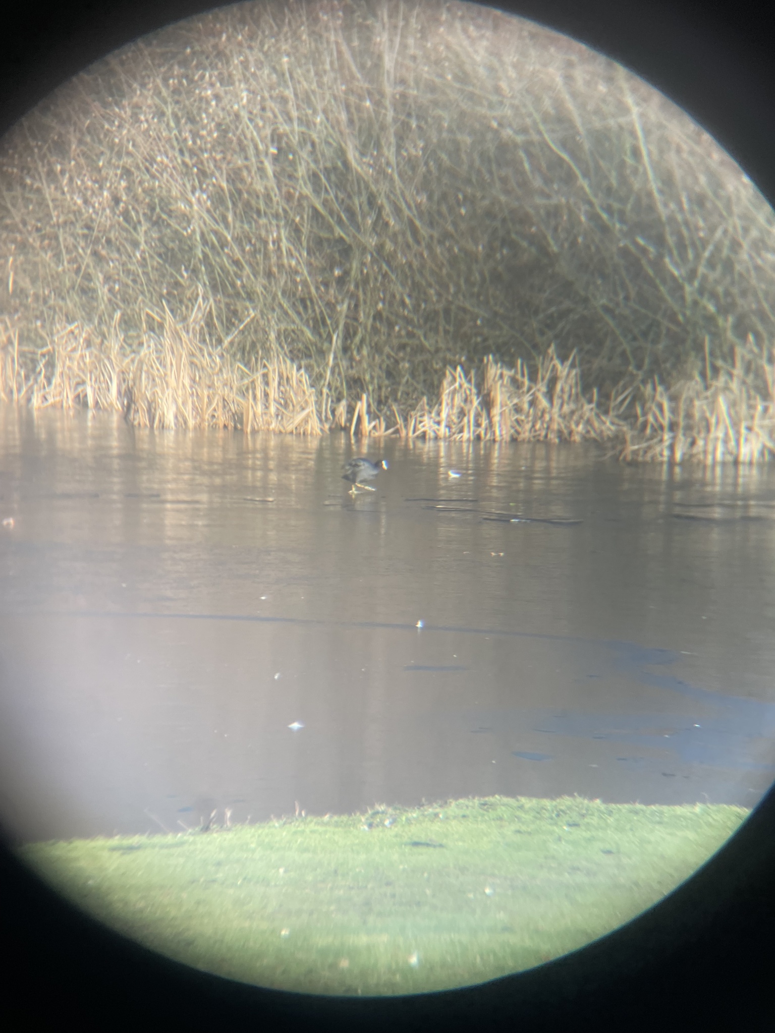 Eurasian Coot (Fulica atra), photo 3