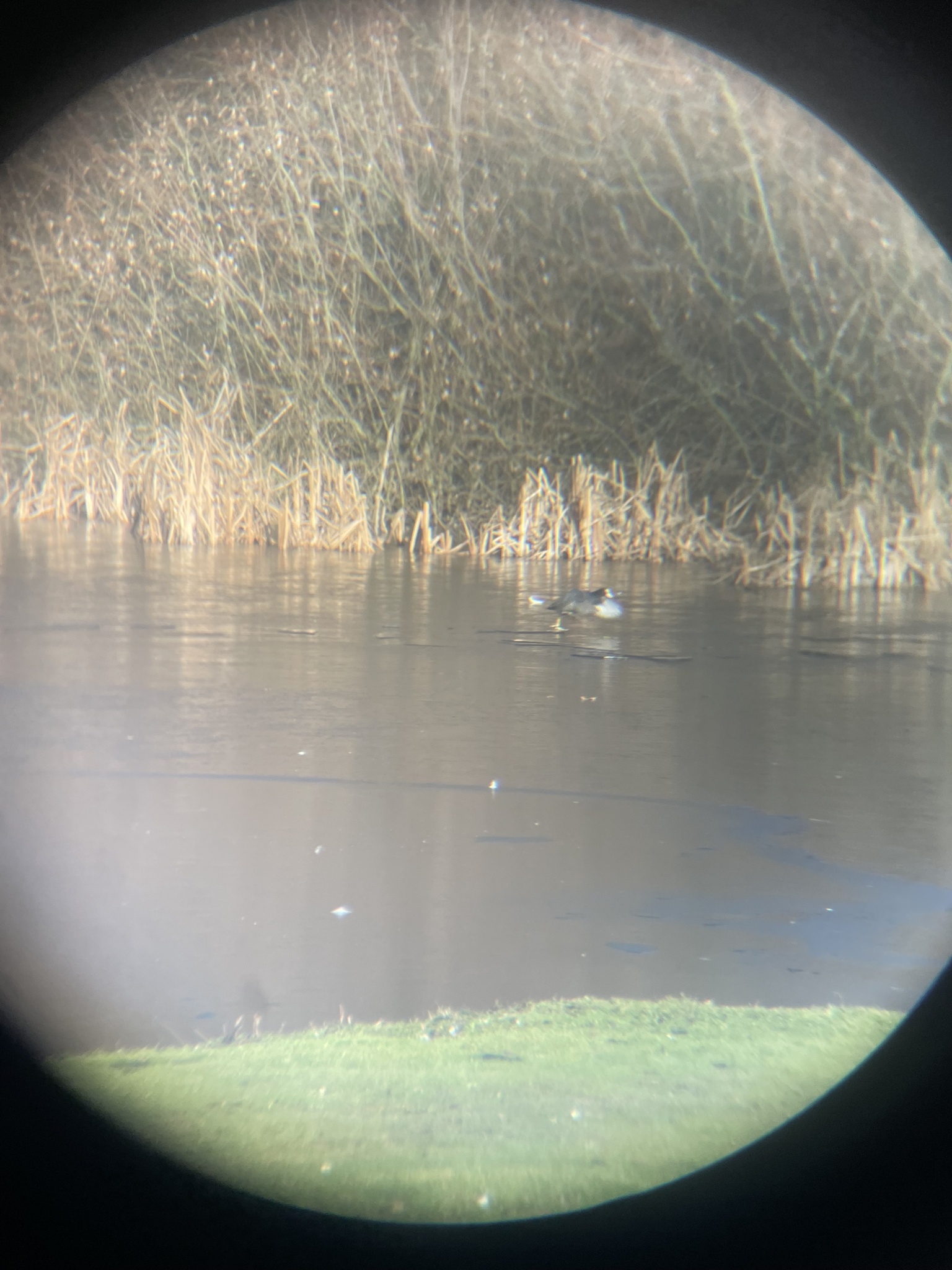 Eurasian Coot (Fulica atra), photo 4